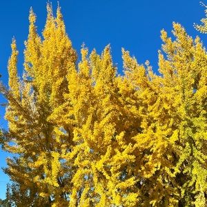 Meet your Posher, Mia